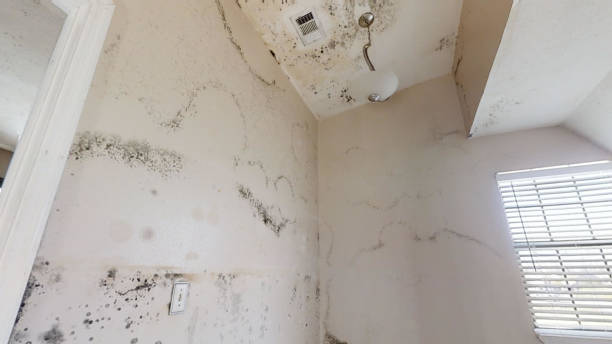 Best Airborne Mold Testing  in Garden City, MI