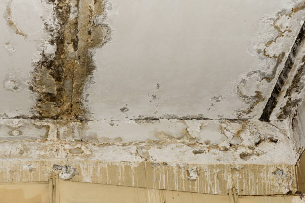 Best Crawl Space Mold Remediation  in Garden City, MI